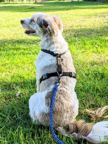 Naked Harness *