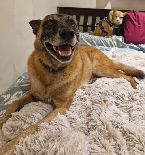 Calming Pet Blanket Water Resistant