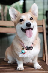 Atlas Collar