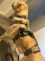 Hundehalsband BACO Beige 2.0