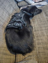 Hundegeschirr BACO Pro Schwarz