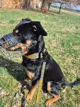 Hundehalsband BACO Khaki 2.0