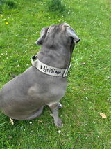 Hundehalsband BACO Beige 2.0