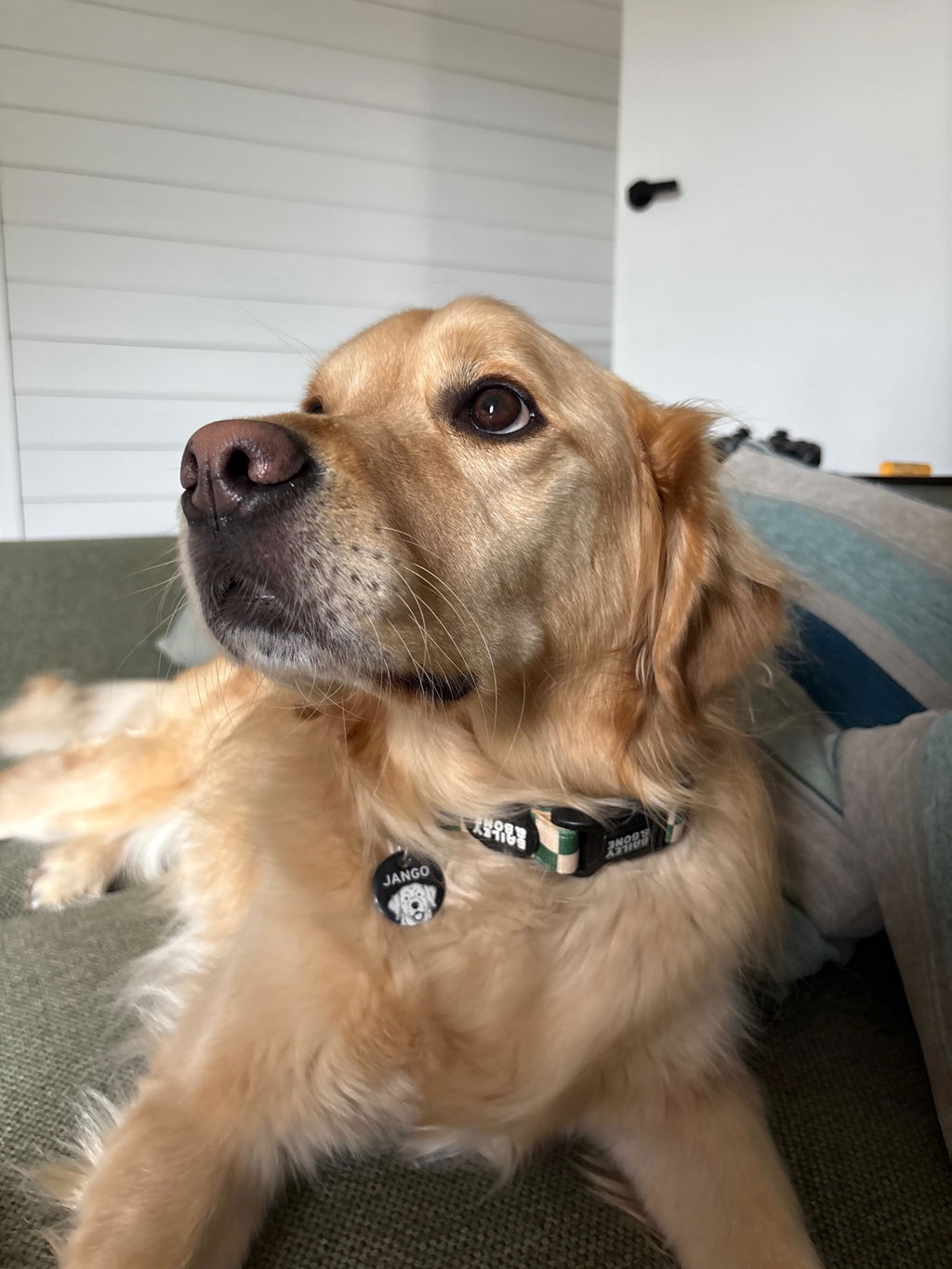 Green And Beige Checkers Dog Collar
