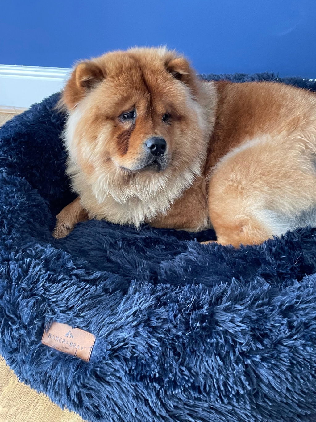 The Donut - Eco Friendly Luxury Calming Donut Dog Bed, Navy