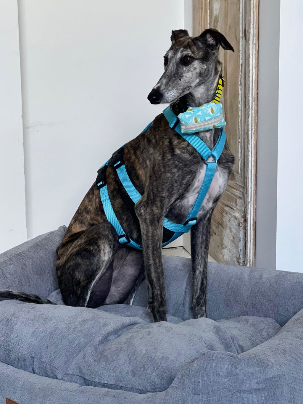 The Ultimate - Eco Friendly Orthopaedic Luxury Dog Bed, Stone Grey