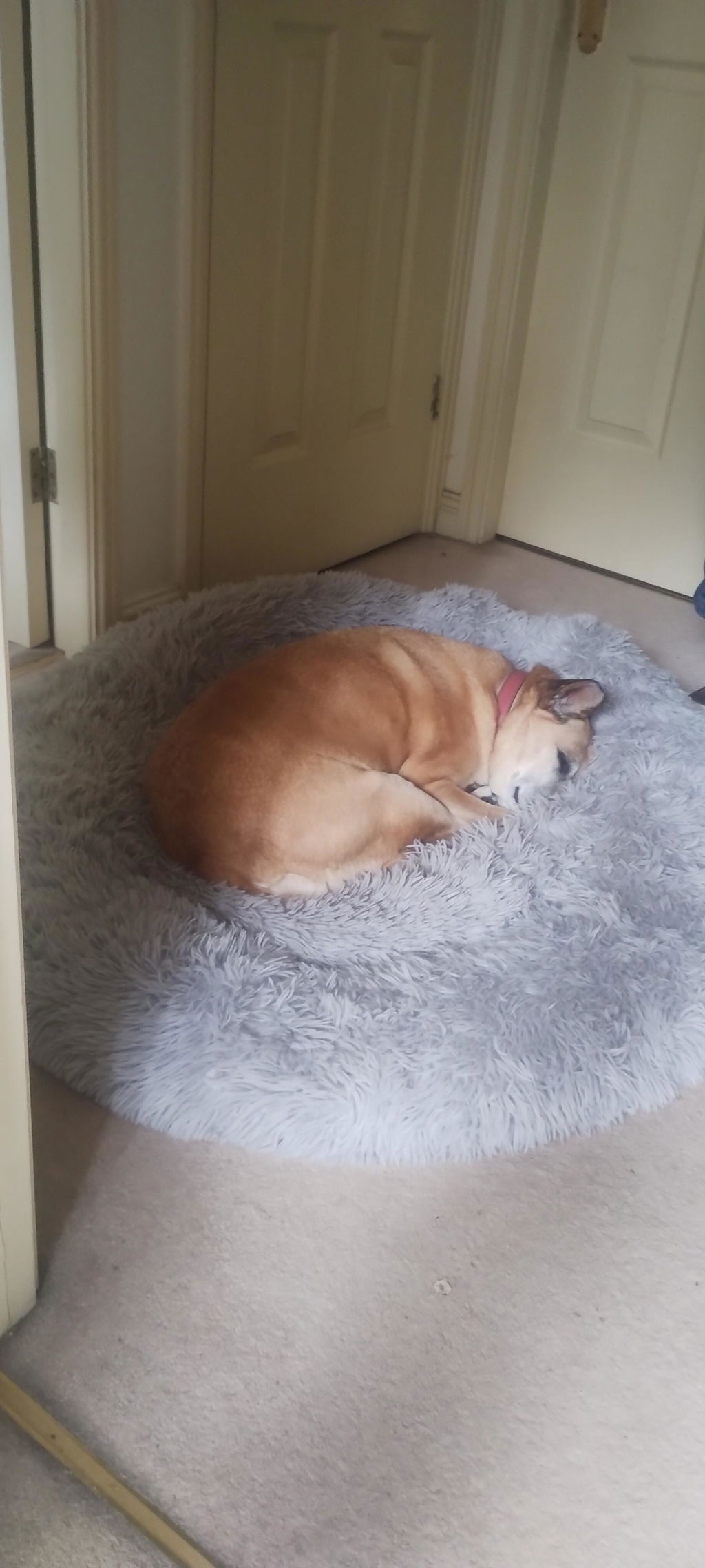 The Donut - Eco Friendly Luxury Calming Donut Dog Bed, Dark Grey
