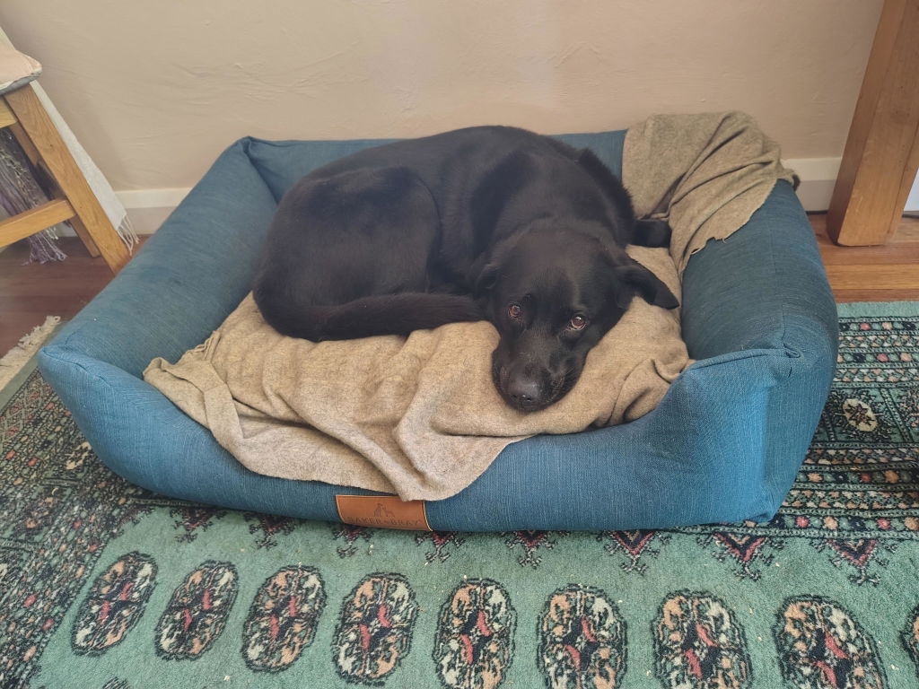 The Ultimate - Eco Friendly Orthopaedic Luxury Dog Bed, Teal Blue-Green