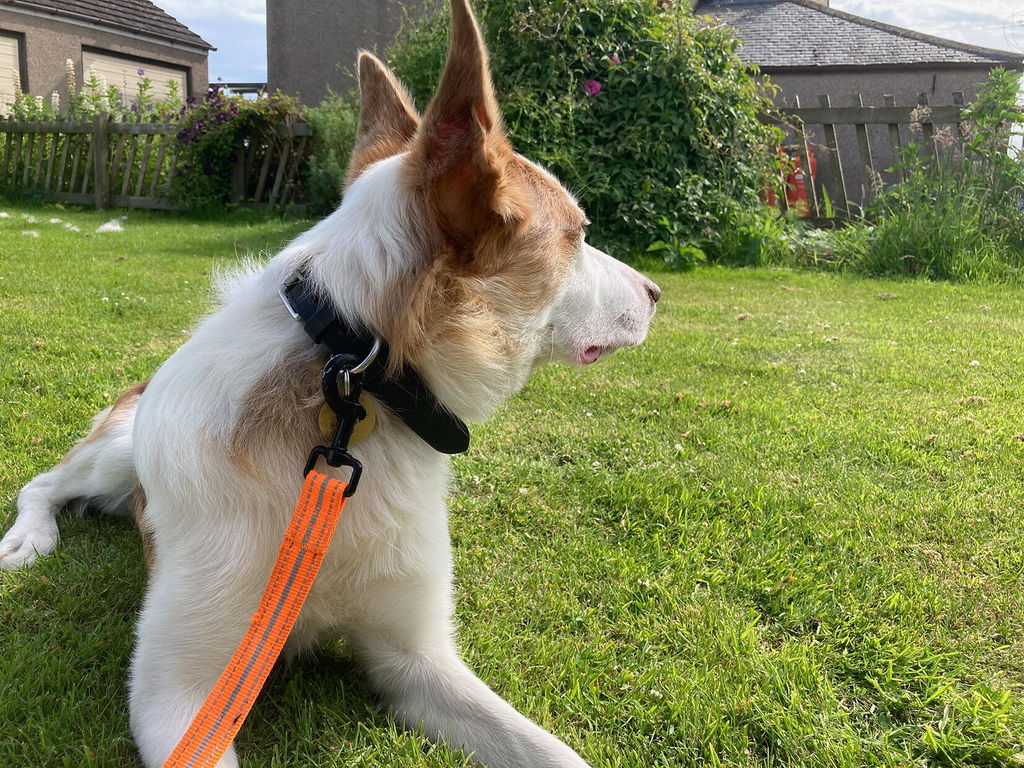Eco Friendly Leather Dog Collar