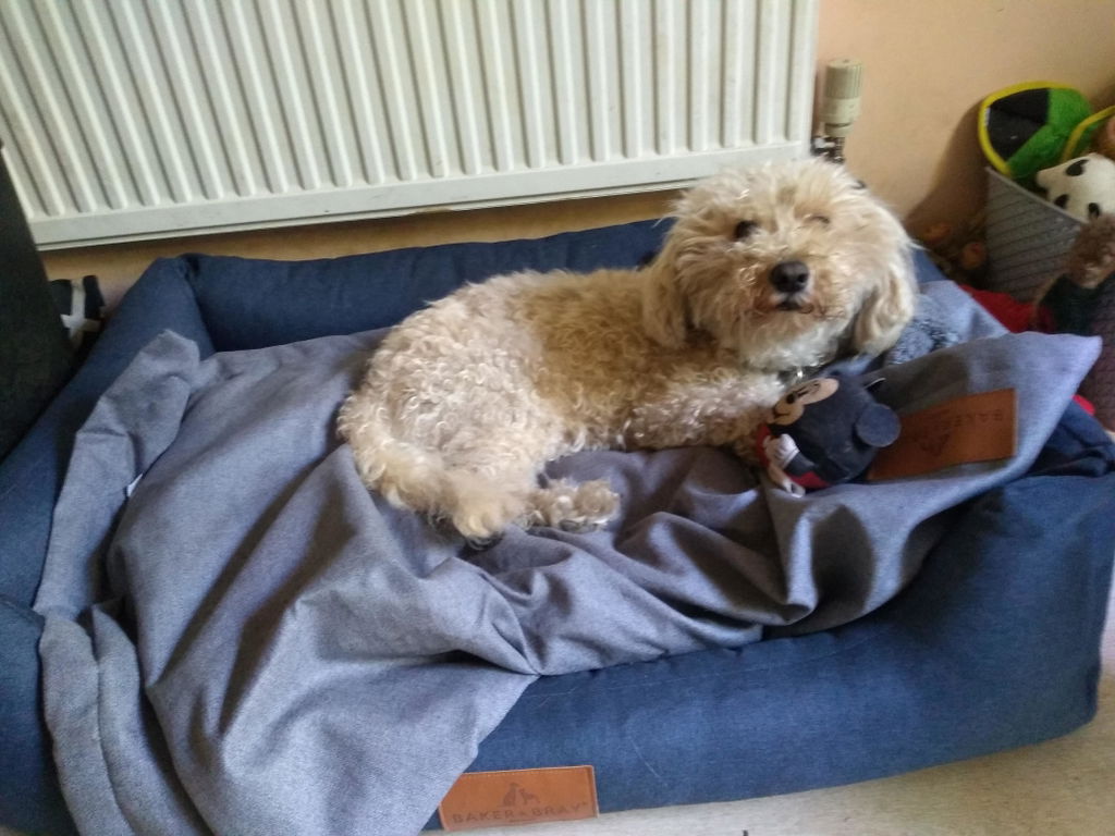 The Ultimate - Eco Friendly Orthopaedic Luxury Dog Bed, Navy Blue