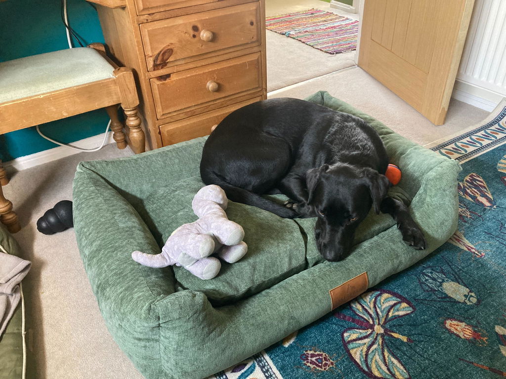 The Ultimate - Eco Friendly Orthopaedic Luxury Dog Bed, Sage Green