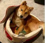 Japanese Ramen Noodle Cup Dog  Bed
