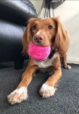 Active Rolling Ball Dog Toy