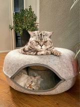 The Peek-A-Boo Cat Donut Cave Tunnel Bed