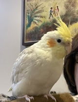 User picture