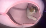 Comfort Cozy Donut Bed and Tunnel for Cats