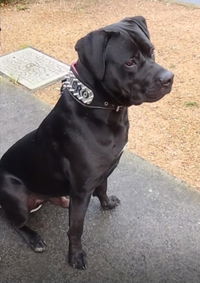 The "Kennel" collar- personalized!
