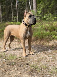 The Candy Dog Collar Black