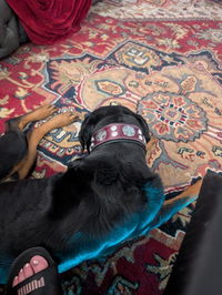 The "Hektor" Burgundy Collar LIMITED