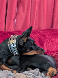 The Candy Dog Collar Black