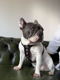 The ''Bijou'' harness Black & Red Small to Medium Size