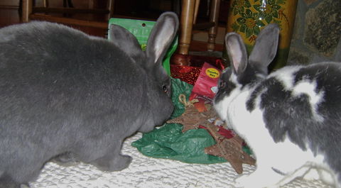 BinkyBunny.com House Rabbit Store