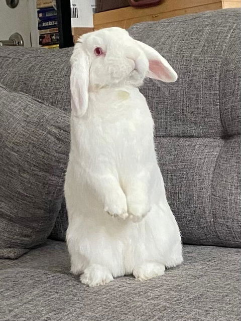 Nibble Noms - Organic (Multiple Choices)
