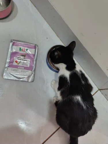 Monthly Pack of Tuna, Mackerel & Sardine Fresh Cat Food