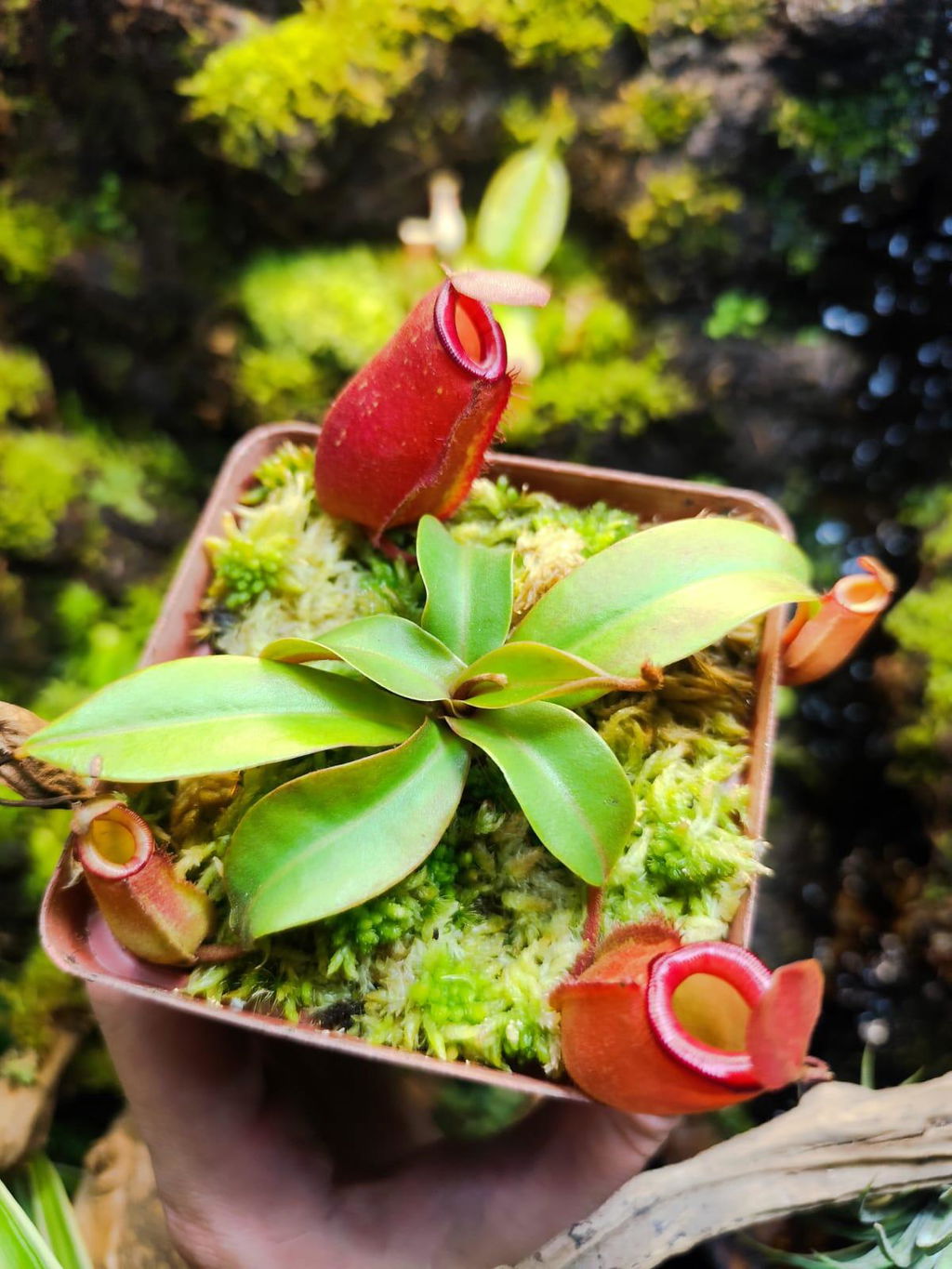 Nepenthes aristolochioides x diabolica, BE-3898. Rare - Bonsai