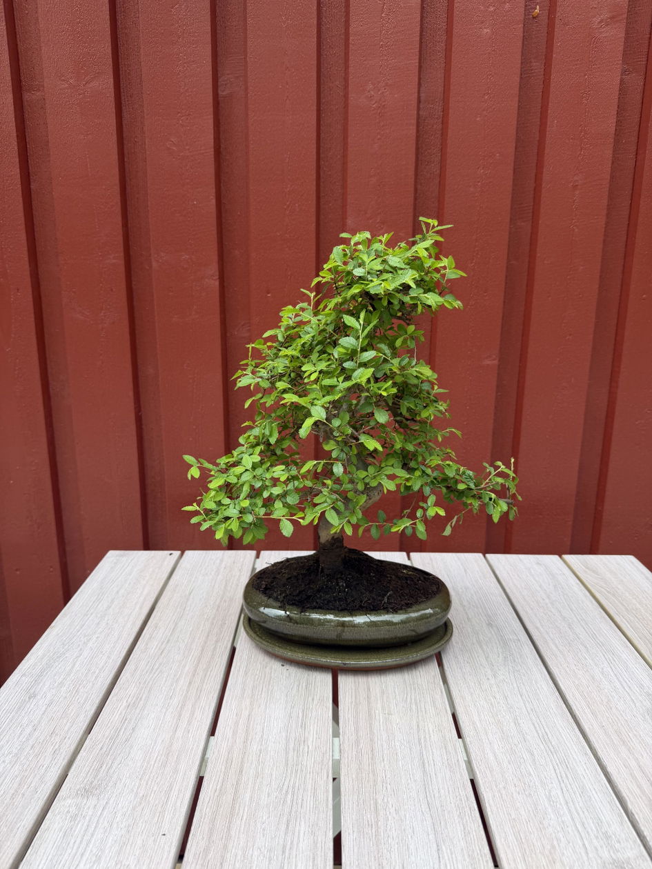 BONSAIページ Zelkova Sensai - Bonsai for indoor and outdoor - 12 years old
