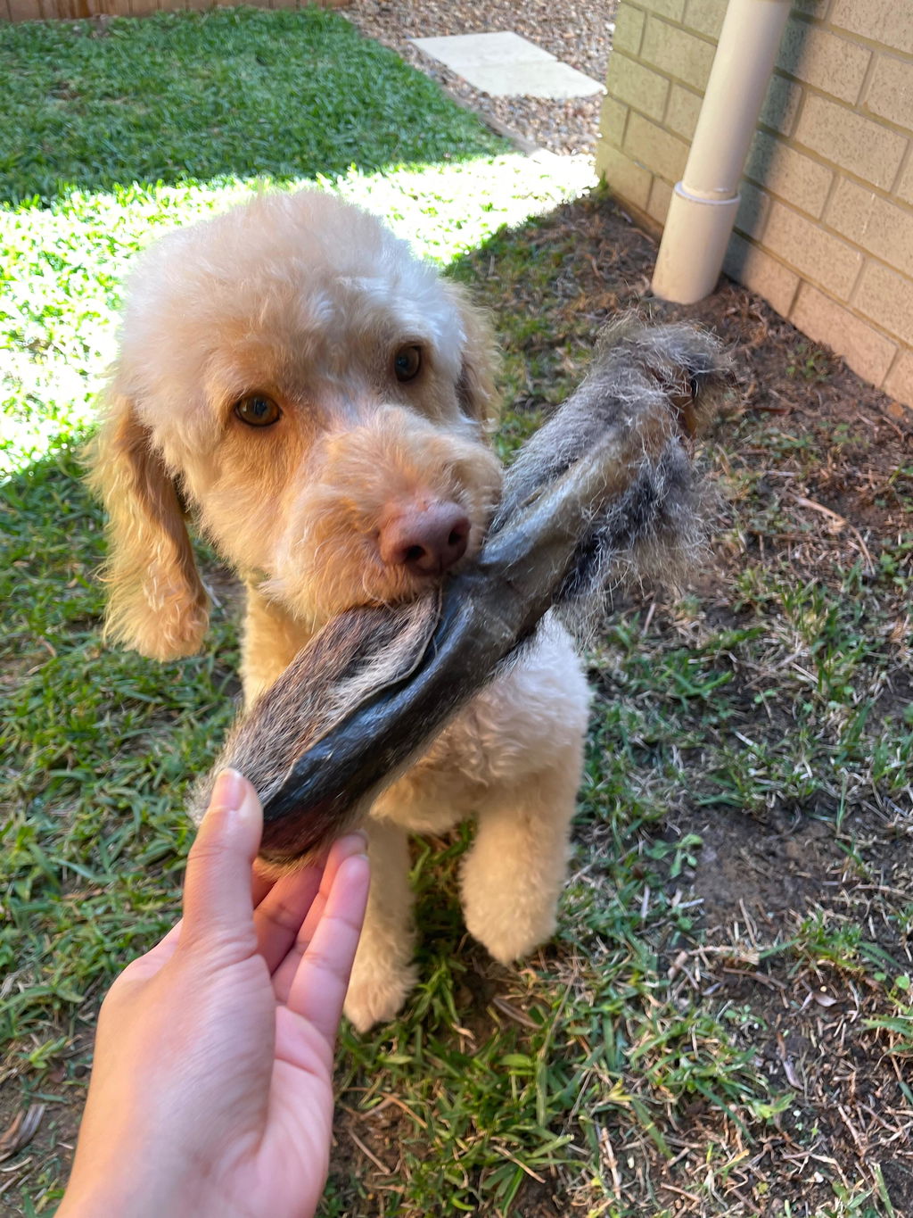 Wallaby Tail Skin Chew (Fur On)