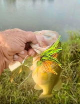 Frog Head Buzz Baits
