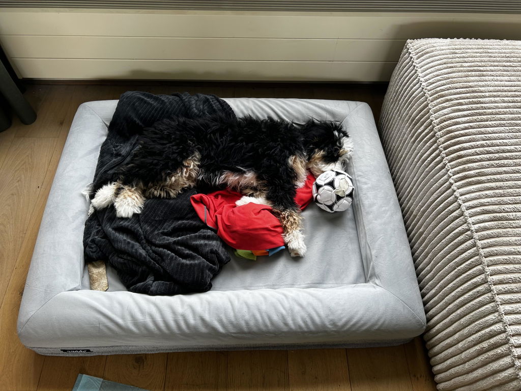 Large Buddy Bed
