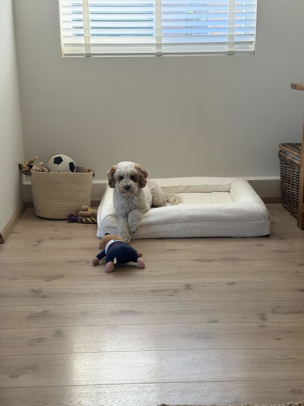 Medium Buddy Bed