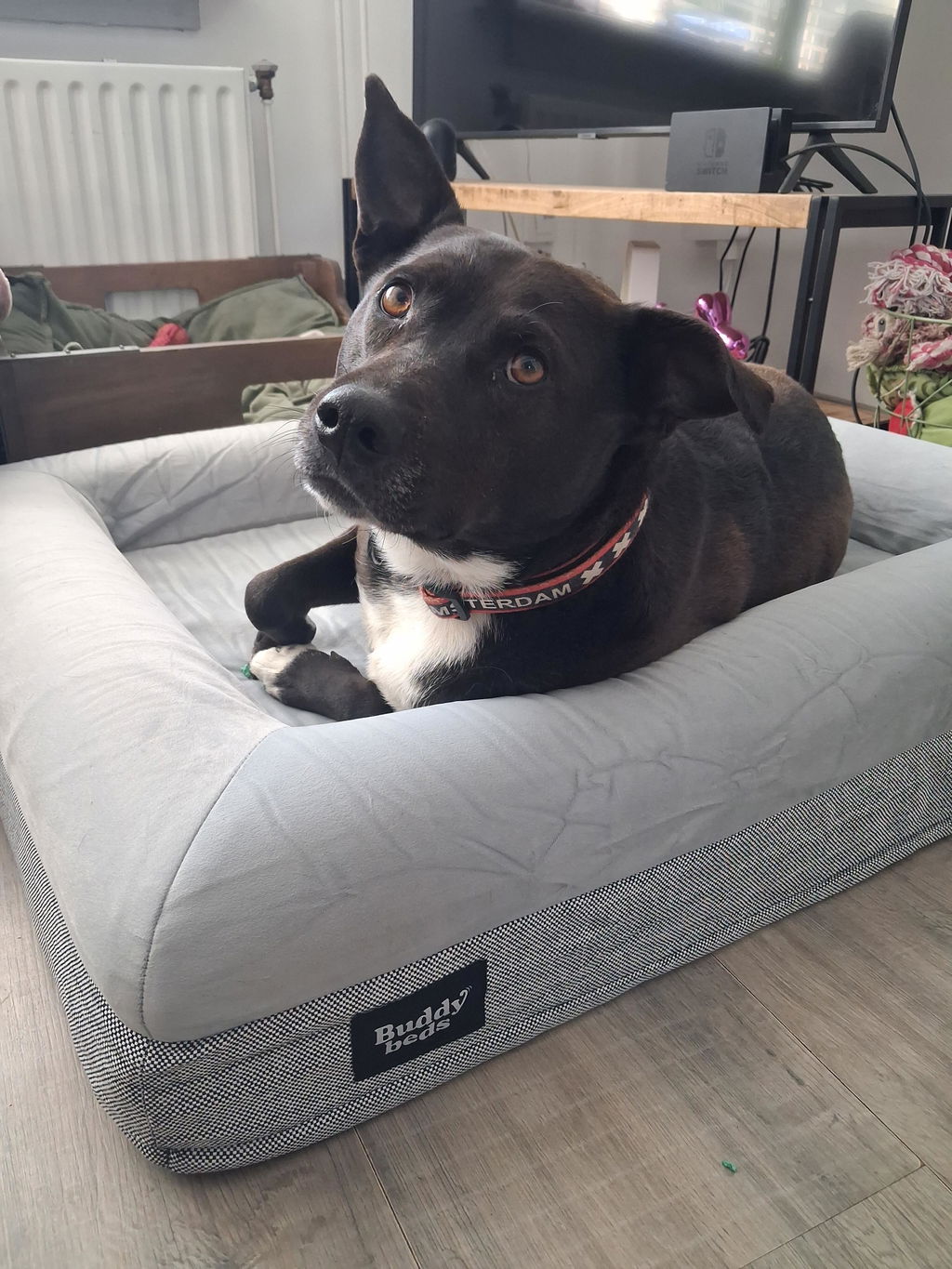 Medium Buddy Bed