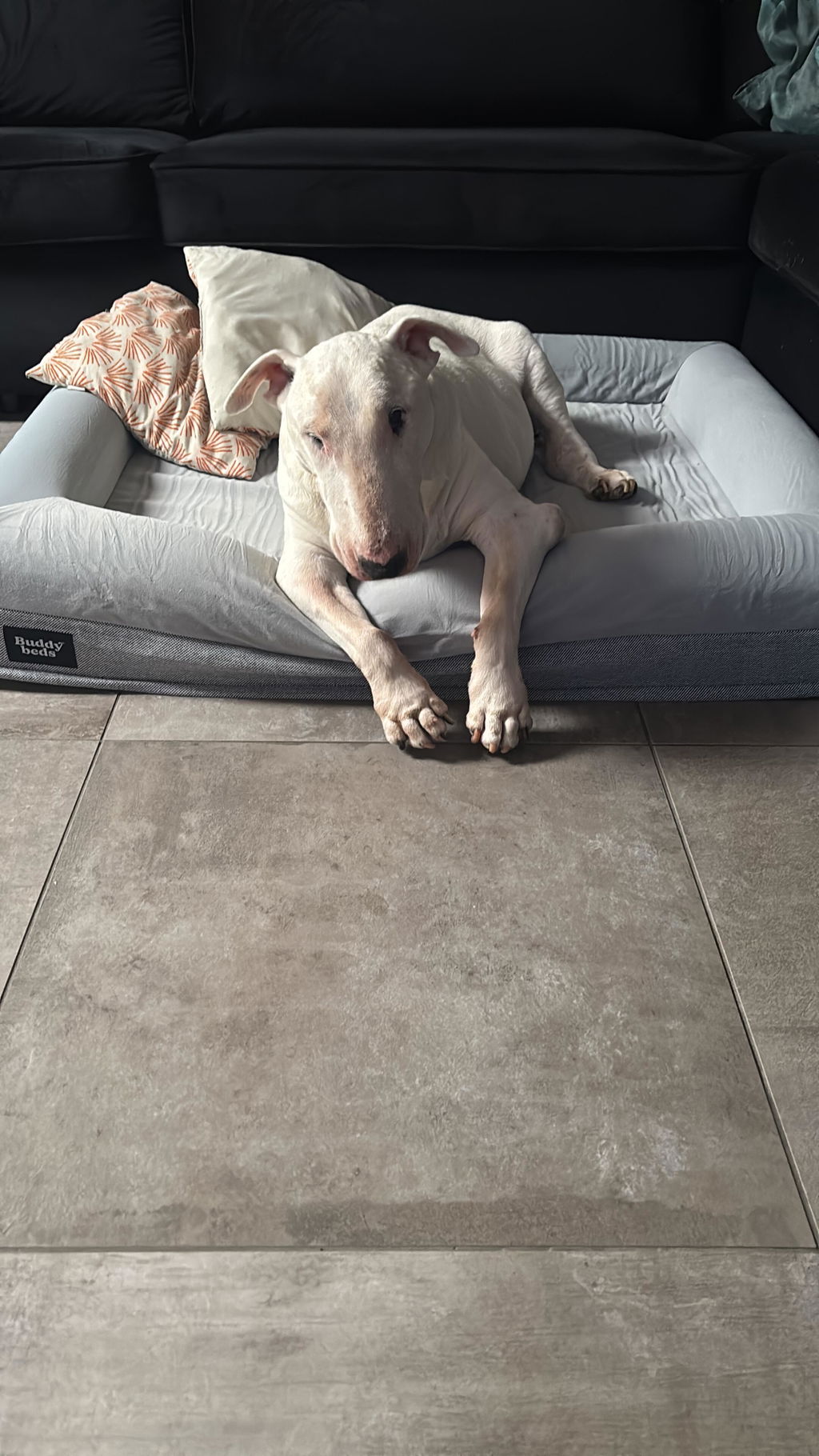 Large Buddy Bed