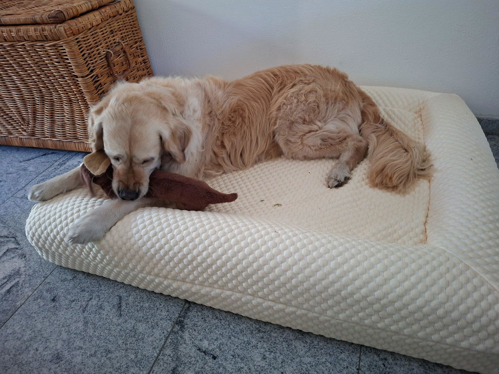 Buddy Beds