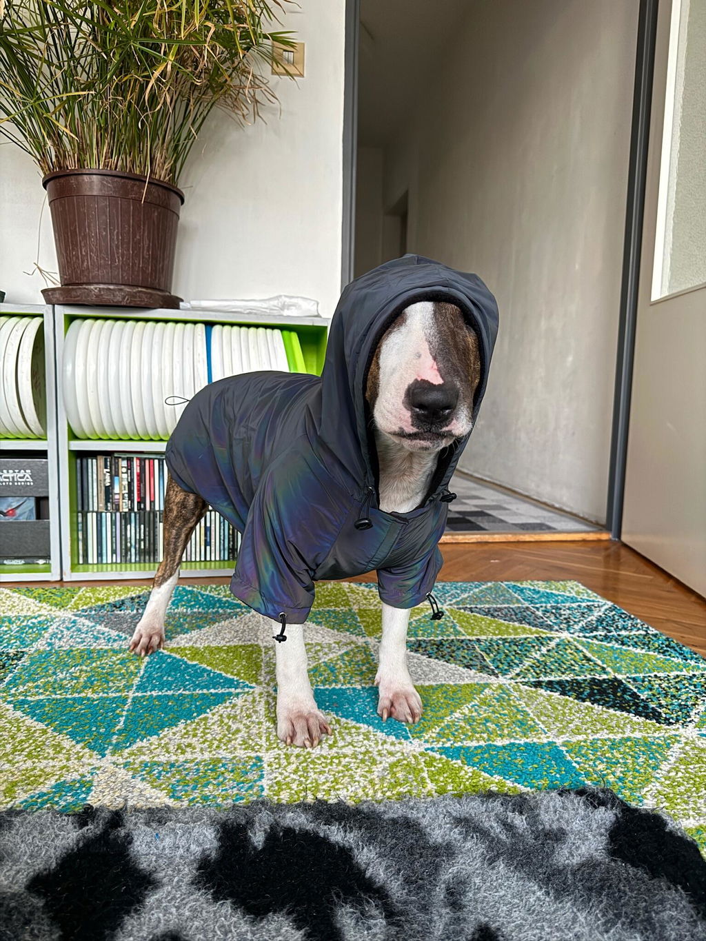 Reflective Dog Coat