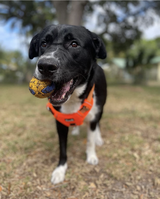 Power Duo - Tug Ring and Fetch Ball (Dog Toy Set)