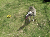 Power Duo - Tug Ring and Fetch Ball (Dog Toy Set)