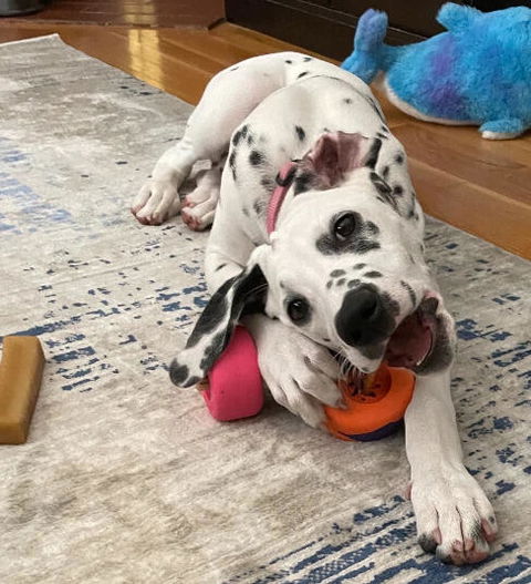 Bully Grip