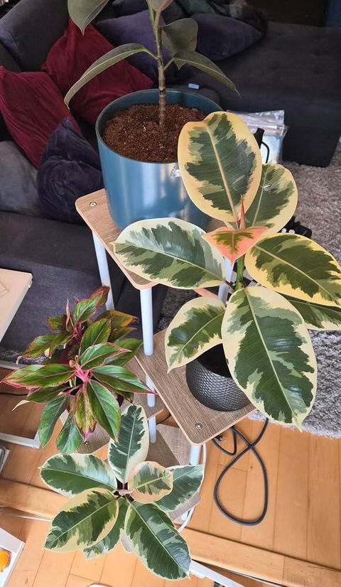 Ficus Tineke Variegated Rubber Plant
