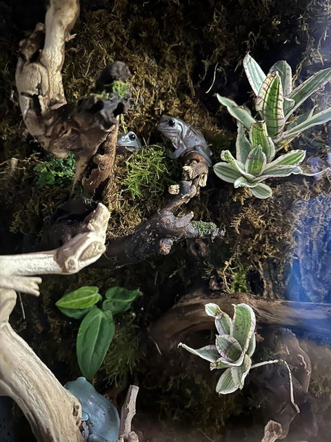 Tillandsia Cyanea 'Pink Quill' Bromeliad