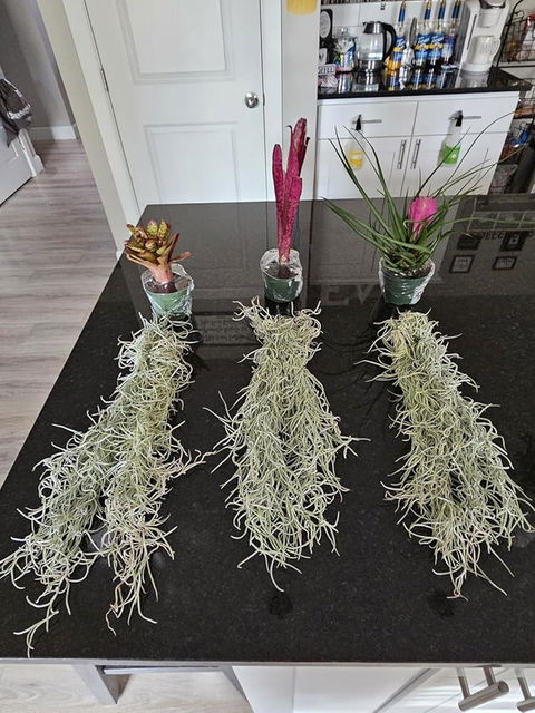 Tillandsia Cyanea 'Pink Quill' Bromeliad