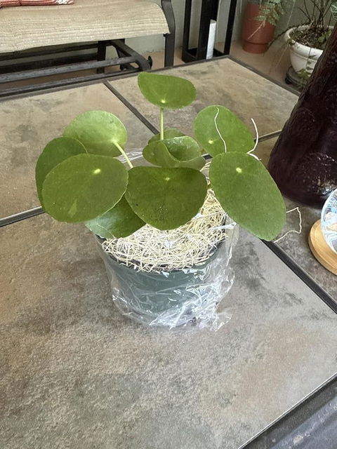 Pilea Peperomioides (Friendship Chinese Money Plant)