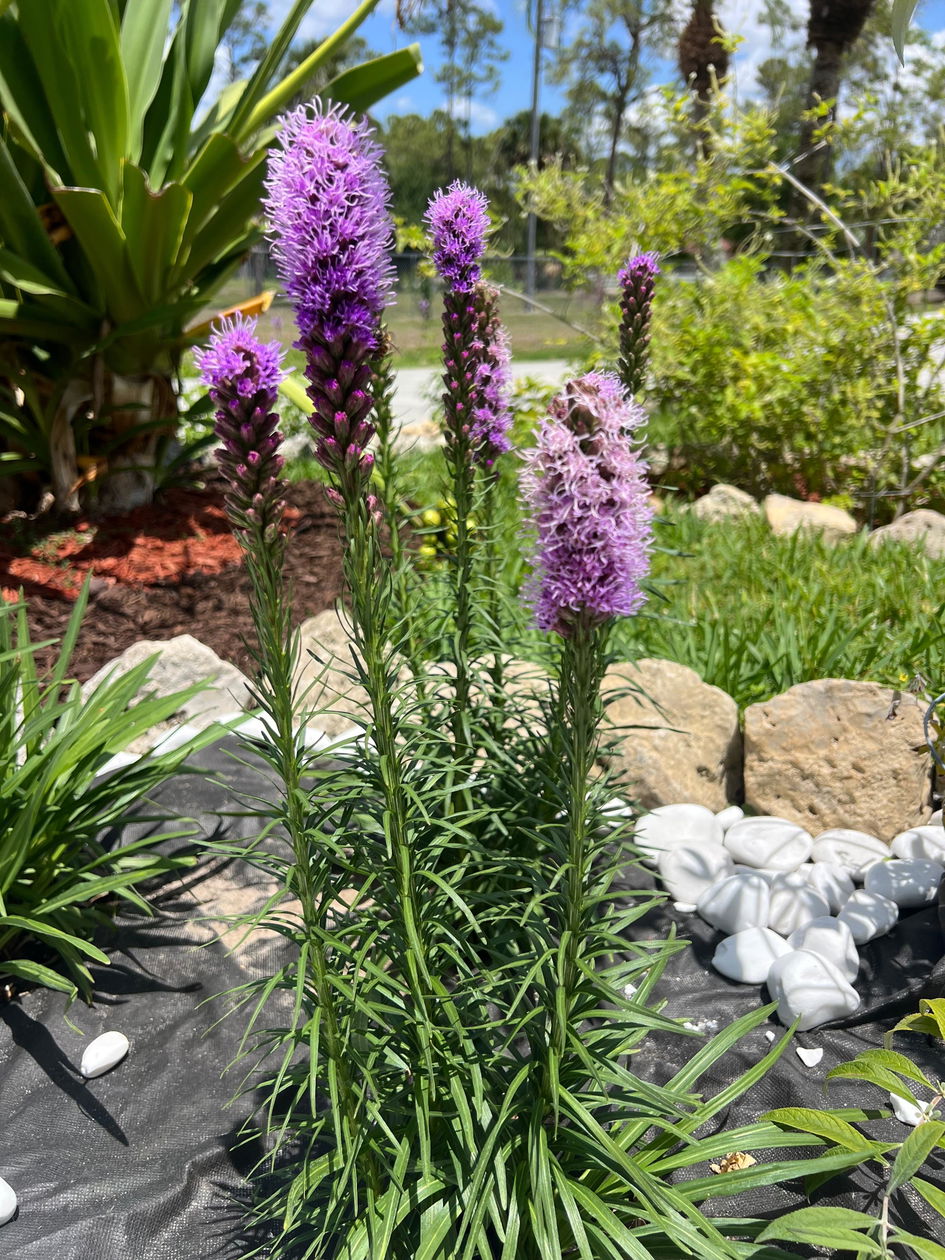 Kobold' Blazing Star Flowers For Sale | Perennials – Great Garden