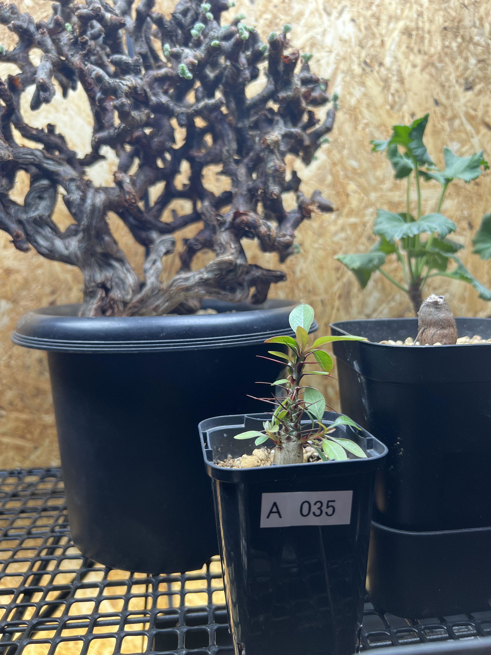 アデニウム・ソコトラナム 実生【C30】 Adenium socotranum 塊根植物