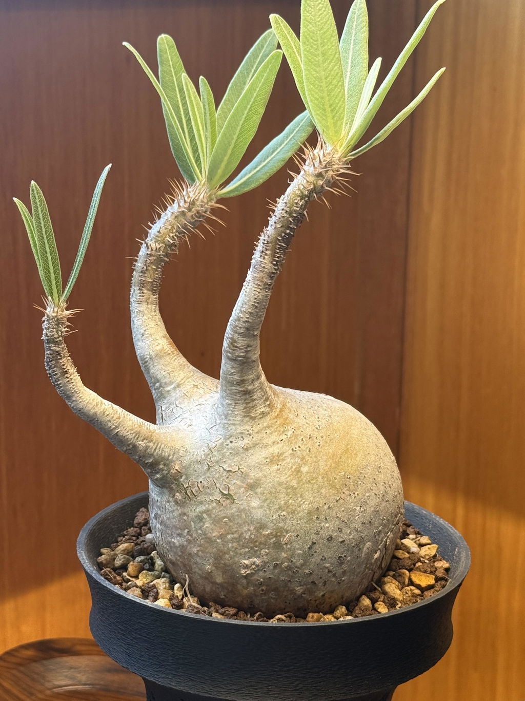 現品限り】パキポディウム・グラキリス【A10】 Pachypodium gracilius
