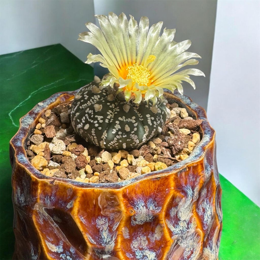 現品限り】プセウドリトス・クビフォルメ【D34】 Pseudolithos