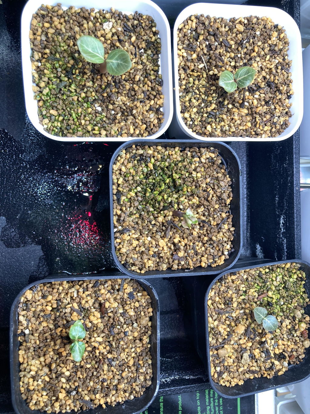 種】アデニウム・ソコトラナム [野生採種](ソコトラ島)/Adenium
